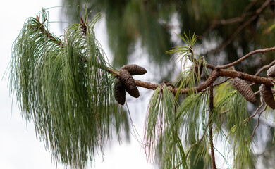 Obraz premium Beautiful pine trees found in the middle of the forest. 
