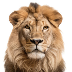 Obraz na płótnie Canvas an isolated lion jungle cat FACE, FRONT-view portrait, safari-themed photorealistic illustration on a transparent background cutout in PNG, generative ai