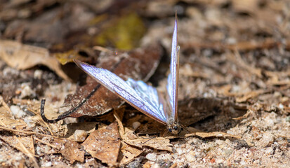 Photograph of a beautiful butterfly resting.	