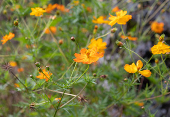 Photograph of flowers found in nature.