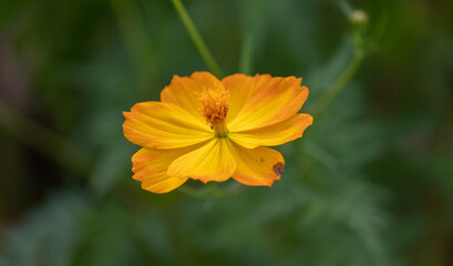 Photograph of flowers found in nature.