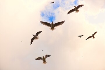 A flock of seagulls flying by the lighthouse in Kolobrzeg, Poland.