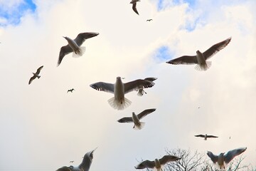A flock of seagulls flying by the lighthouse in Kolobrzeg, Poland.
