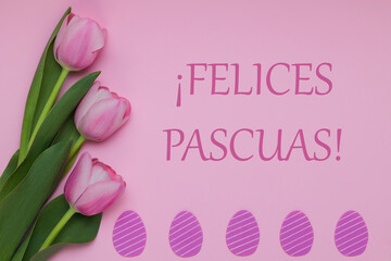 Pink tulips with pink Easter eggs on a pink background. Felices Pasquas, spanish