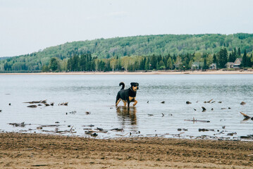 black dog playing in the water on the shore of a lake in Lanaudiere, Quebec.