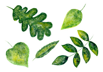 Set watercolor Leaves. Botanical illustration on a white background.