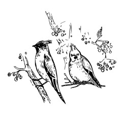 Two waxwings on the branches of a tree. Black and white sketch