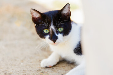 black and white cat with green eyeswith space for copy paste