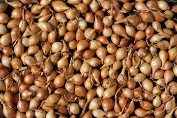 Lots of small onions. Orange onion seeds for cultivation. Organic vegetables. Spring farming time. Top view