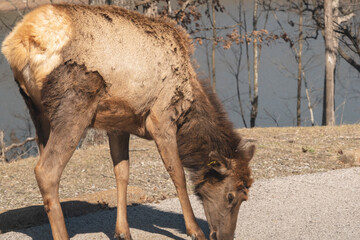Large female elk sow stands on a paved surface during the annual rut mating season, she inspects the ground, perhaps looking for food dropped by tourists