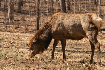 Fully grown adult female Elk, standing in a field and grazing on the short grass in the fall autumn or winter season in the American midwest