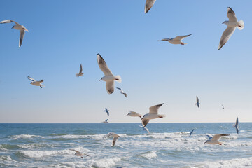 Fototapeta na wymiar Seagulls soaring in the air over the sea coast, sea waves in the sun
