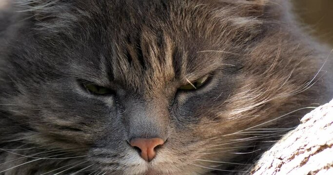 Close up of gray long haired cats face in slow motion 
