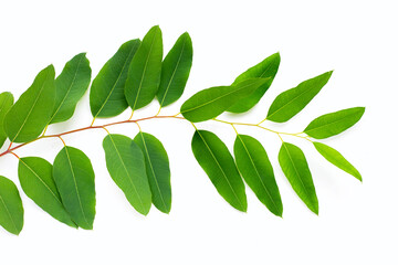 Green leaves of eucalyptus on white