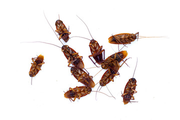 Group of dead cockroach on white background