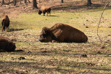 small grouping of adult american buffalo with two larger males laying directly on the ground resting, lazy beasts