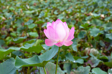 Obraz premium Beautiful blooming pink lotus flower with green leaves