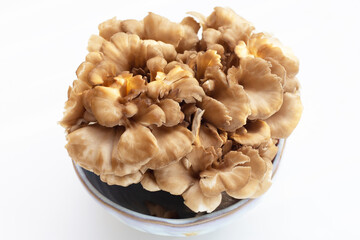 Maitake (Grifola frondose) mushroom on white background