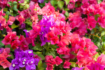 Beautiful bougainvillea flowers with green leaves