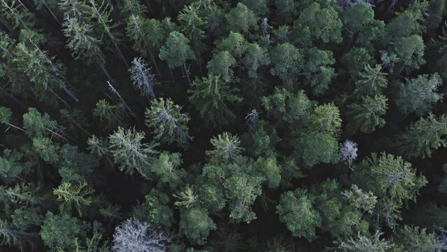 The aerial view of Black Forest (Schwarzwald), Germany. Top view