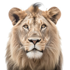 an isolated lion jungle cat FACE, FRONT-view portrait, safari-themed photorealistic illustration on a transparent background cutout in PNG, generative ai