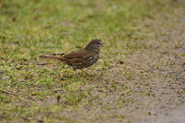 Fox Sparrow in the grass