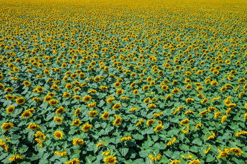 aerial view to blooming sunflowers field