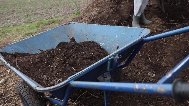 garden wheelbarrow with fresh compost. Loading compost from the compost pit, to move to the ridge, to improve the structure of the soil.