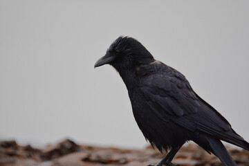 American Crow portrait