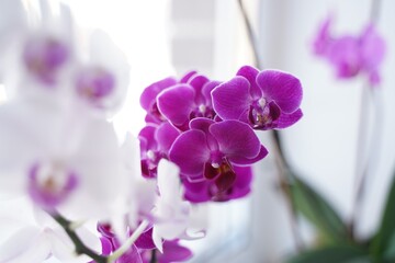 orchid flower pink purple on white background