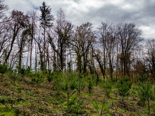 Obraz premium Wiederaufforstung nach Abholzung im Mischwald