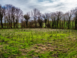 Obraz premium Wiederaufforstung nach Abholzung im Mischwald