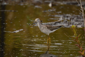 Greater Yellowlegs foraging
