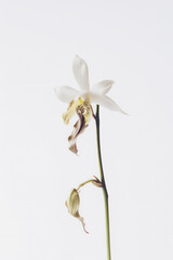 Delicate white wild orchid on white background 