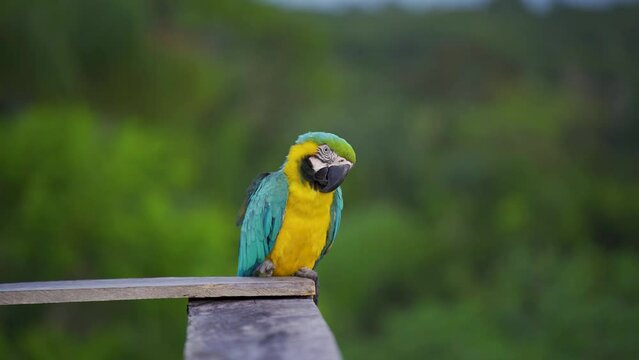Perroquet jaune vert et bleu en Amazonie
