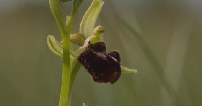 Early Spider Orchid -Ophrys Sphegodes Close-Up Image