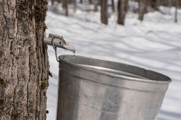 Maple sap dripping into an aluminium sap bucket attached to a maple tree on a beautiful and sunny spring afternoon. Maple tree tapping.