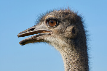 Kopf eines Straußes im seitlichen Profil
