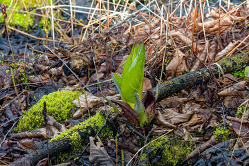 Skunk cabbage (Symplocarpus foetidus)
is one of the first native  plants to grow and bloom in early spring in the Wisconsin.