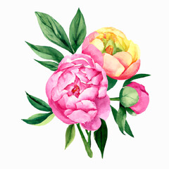 Watercolor pink Peonies flowers isolated on white background. Vintage floral bouquet vector illustration. Generated ai