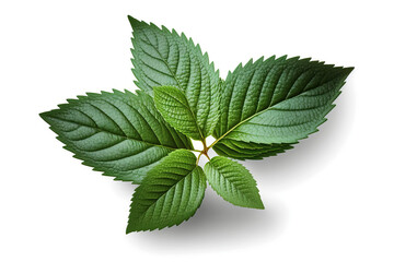 mint leaves isolated on a white background. generative AI 