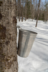 Maple sap dripping into an aluminium sap bucket attached to a maple tree on a beautiful and sunny spring afternoon. Maple tree tapping. Maple syrup production.