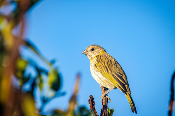 Ground canary bird (Sicalis flaveola) on a tree branch. Blue sky background.