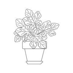 Hand drawn Ficus Carica houseplant in a pot. Indoor plant Ficus Carica in potted Sketch. Outline room plant, Linear vector illustration