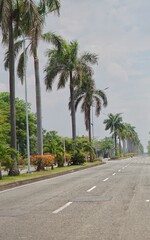 Fototapeta na wymiar palm trees on the street