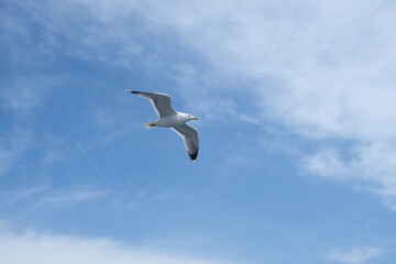 Fototapeta na wymiar white seagull flying in the sky