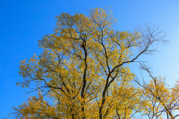 Abstract autumn seasonal background for weather forecast with selective focus and copy space
