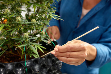 Growing a cannabis bush at home, for medicinal purposes, loosening the soil, aerating the earth....