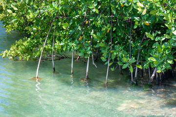 Mangrove forests near Cancun on the Yucatan Peninsula in Mexico