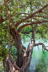 Mangrove forests near Cancun on the Yucatan Peninsula in Mexico
